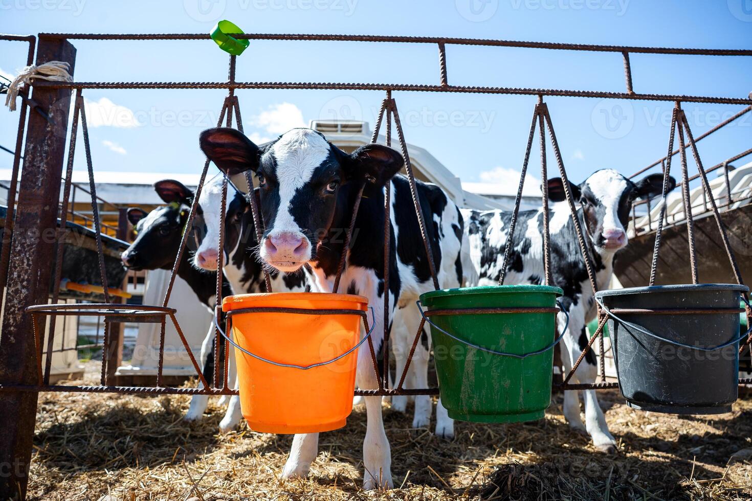 Three black and white calves stand on straw covered ground behind a metal feeding structure with orange, green, and black buckets in bright sunlight. photo