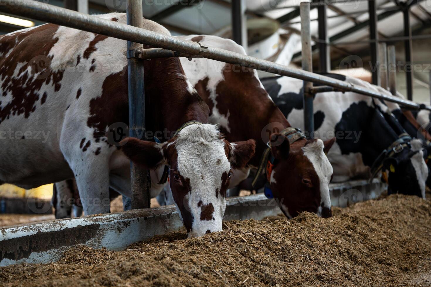 Several cows with brown and white or black and white patterns feed from a trough in a covered structure with metal railings and natural lighting. photo