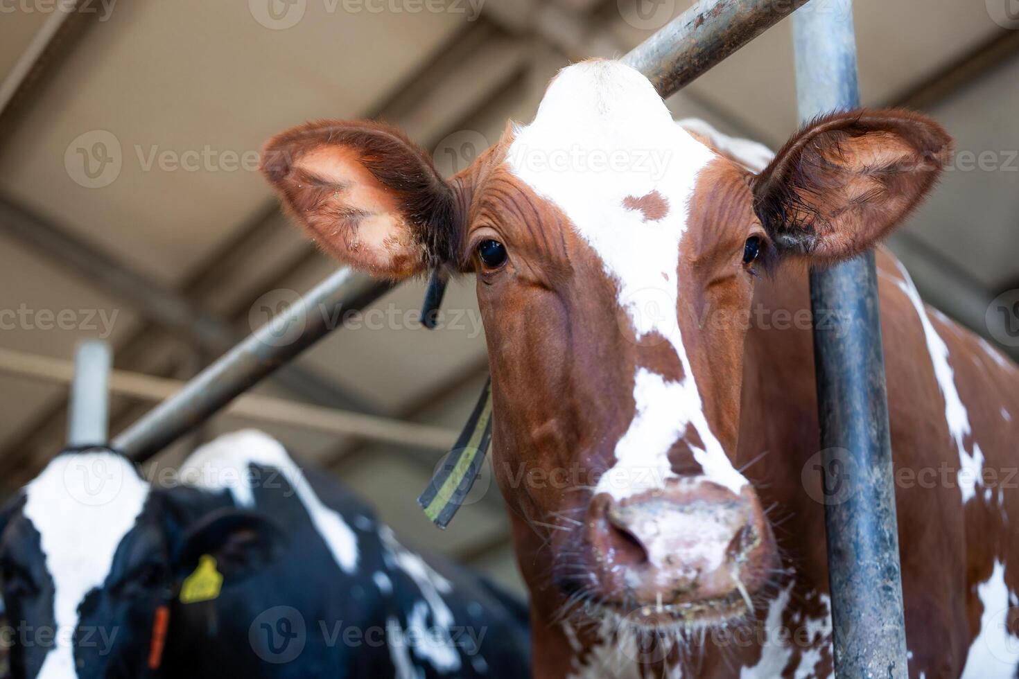 A brown and white cow with facial markings stands in a barn, wearing a tag and strap. A black and white cow is partially visible in the controlled setting. photo
