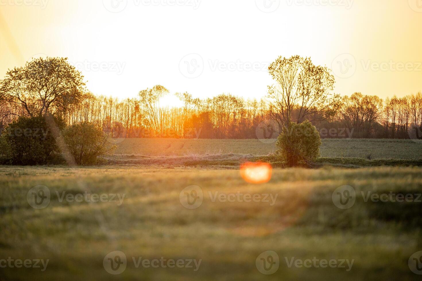 An open field with scattered trees and bushes under a golden sunset. The horizon shows tree silhouettes, with lens flare near the center. photo