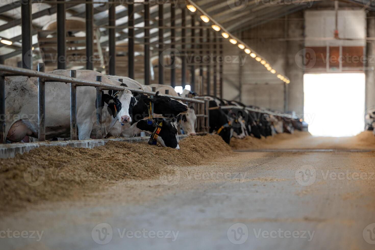 Large dairy barn interior with rows of Holstein cows feeding from troughs. High arched roof with metal beams and a well lit central aisle visible. photo