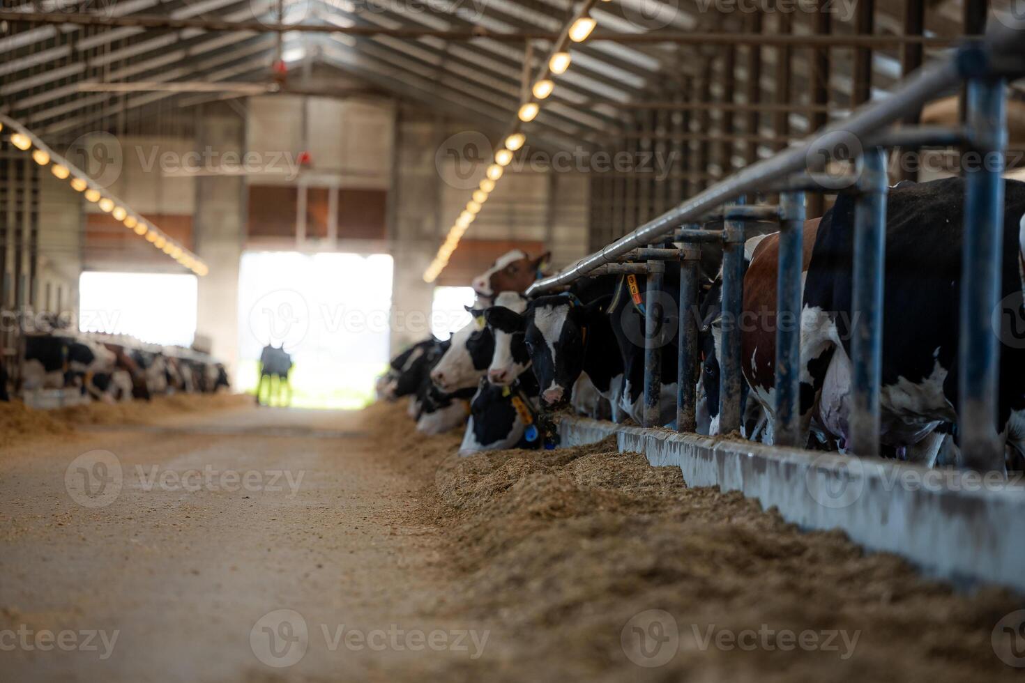 A large barn interior with black and white and brown cows feeding from troughs along a central walkway, under a high metal roof with bright lighting. photo
