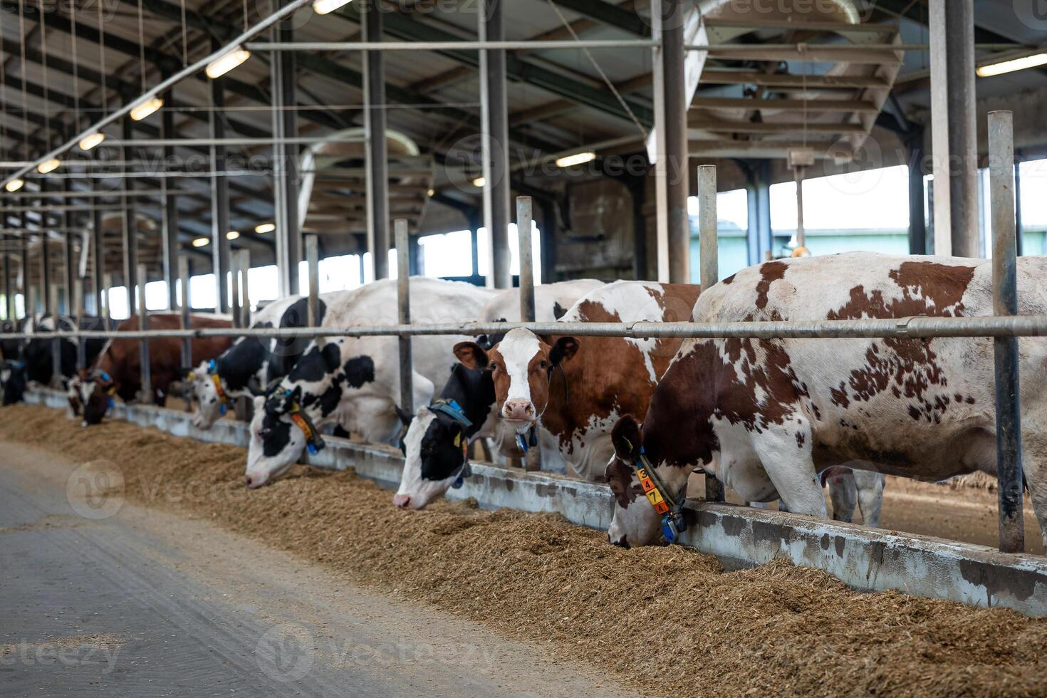A row of cows feeds at a trough in a modern dairy facility. Each cow wears a monitoring collar. The space features high ceilings and metal railings. photo