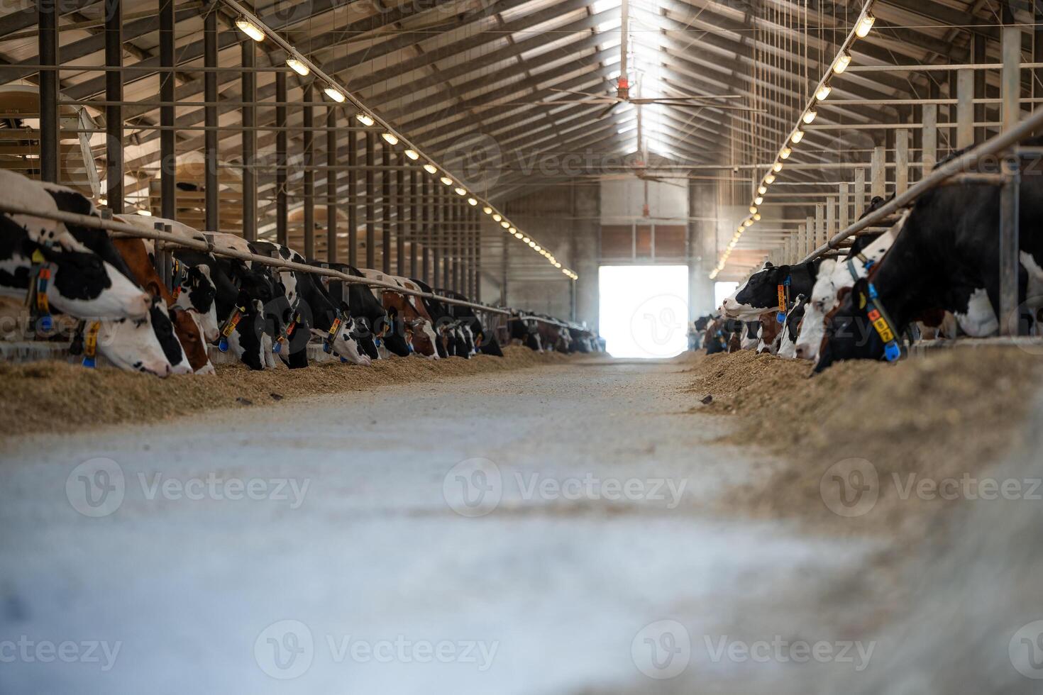 A large barn interior with black and white dairy cows feeding in rows. High roof with metal beams and lights, with natural light entering at the far end. photo