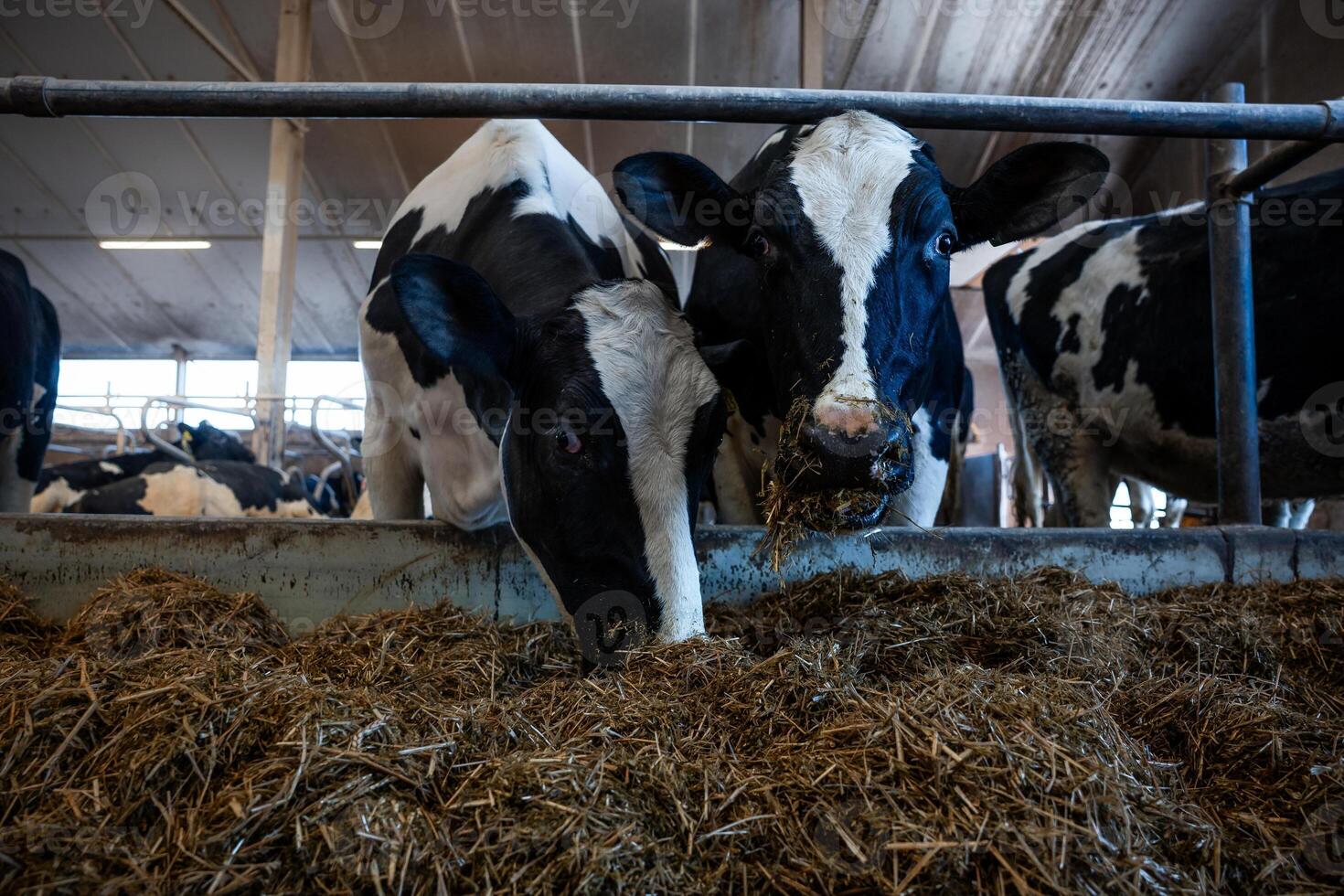 Two black and white Holstein cows eat hay behind metal railings in a barn with high ceilings, visible beams, and fluorescent lighting. Other cows are in view. photo