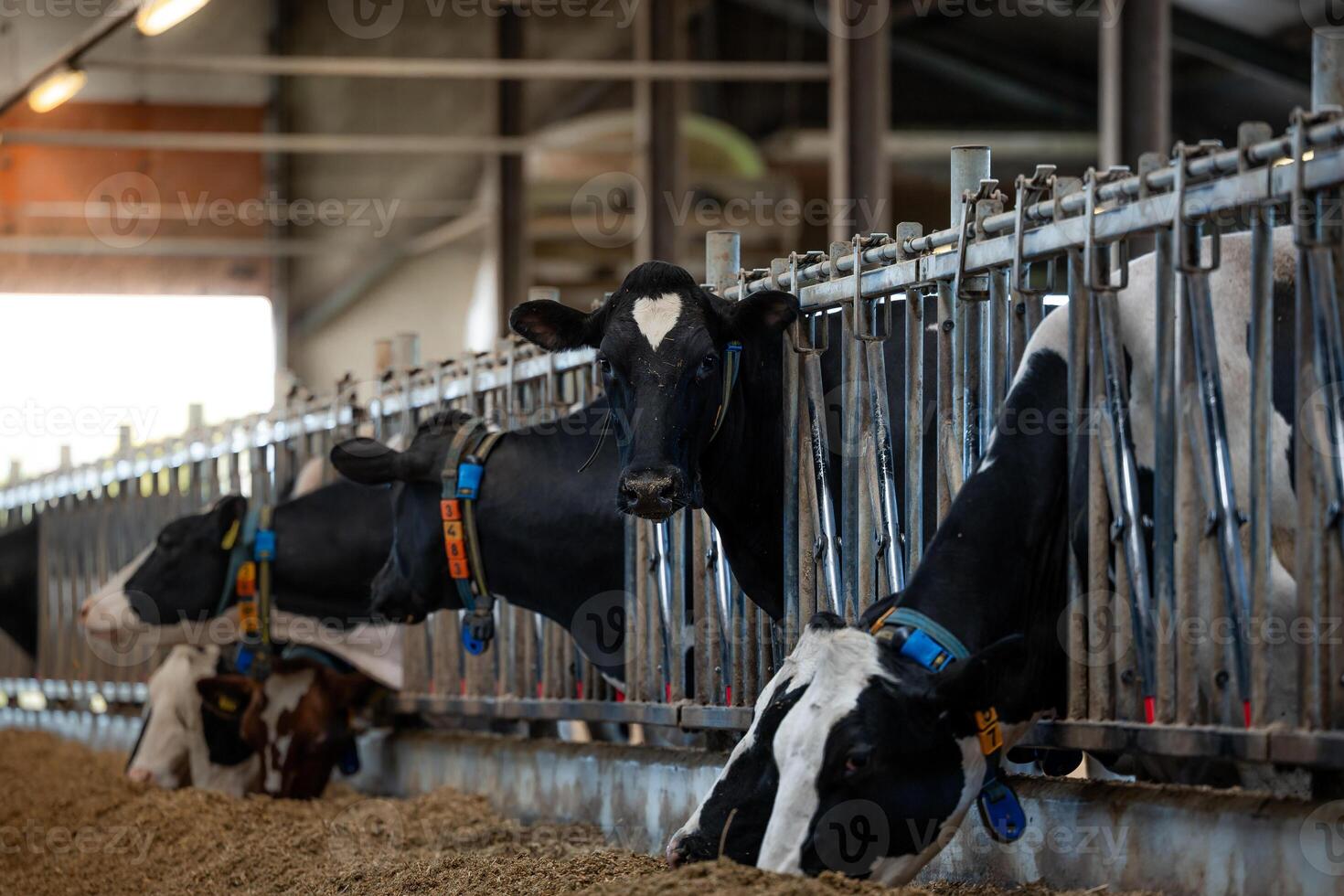 Black and white dairy cows feed from a trough in a modern barn with metal rails. Each cow wears a collar with a colored tag for identification. photo