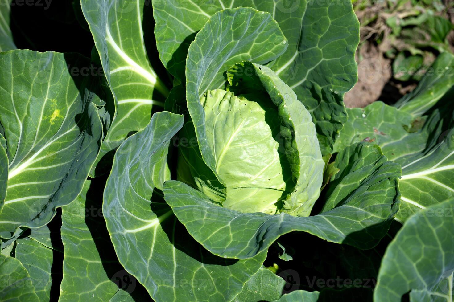 A vibrant green cabbage thrives, showcasing nature's beauty in its natural setting. photo