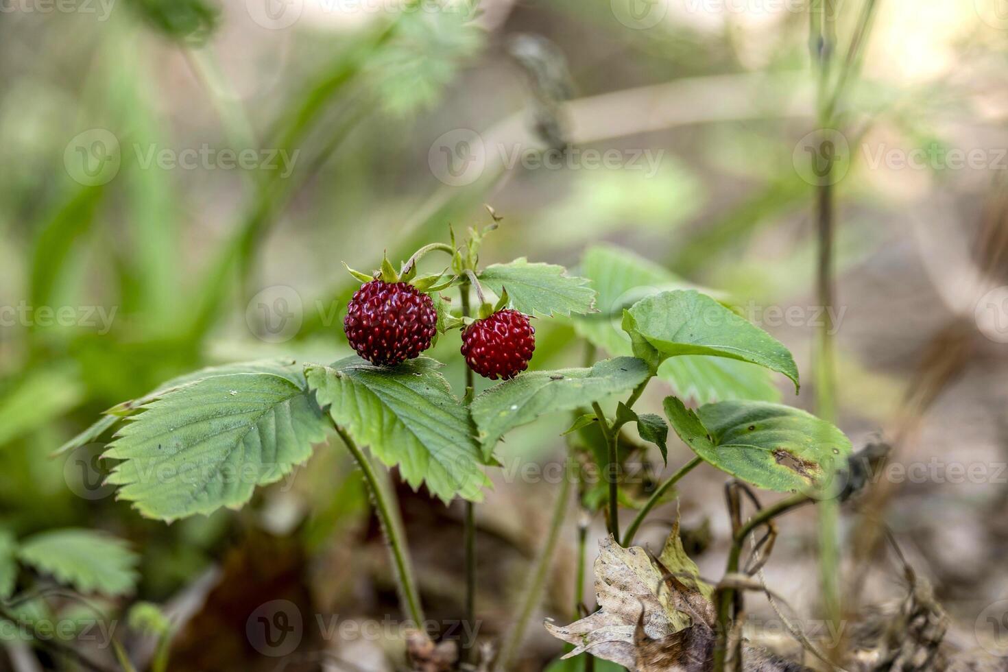 A close-up captures wild strawberries with vibrant red berries amidst green foliage in a woodland setting. photo