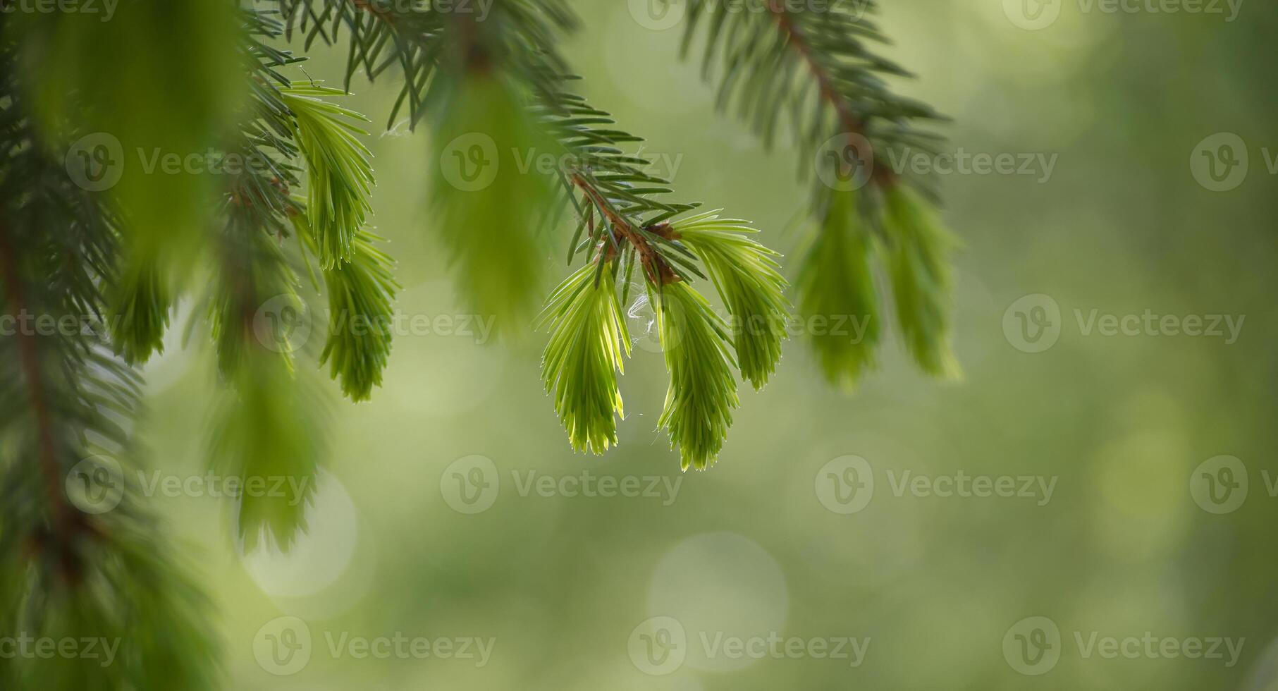 Vibrant new growth of spruce tips showcasing nature springtime renewal against soft blurred backdrop photo