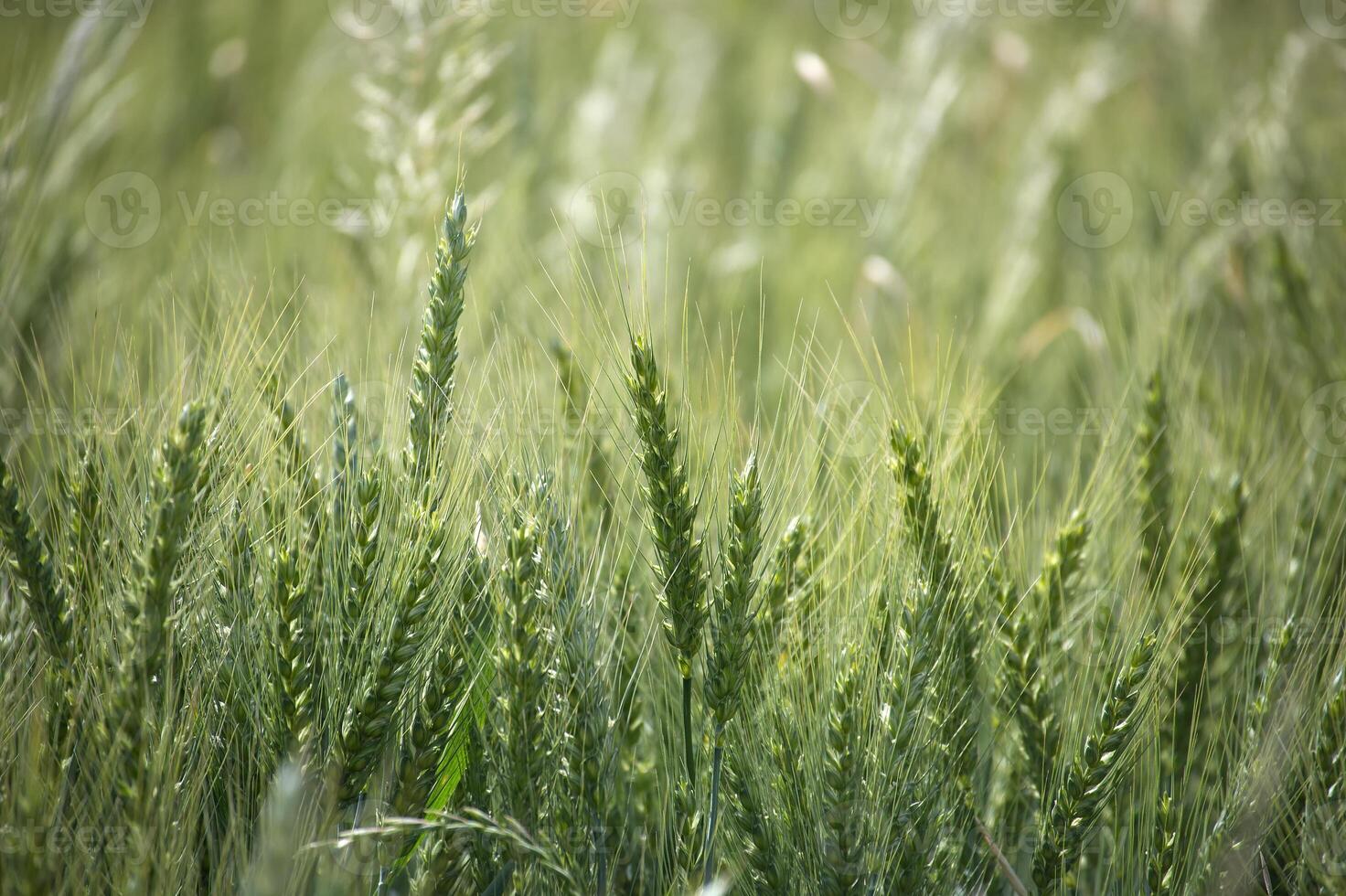 Vibrant wheat stalks sway gently in the summer breeze, bathed in warm sunlight. photo