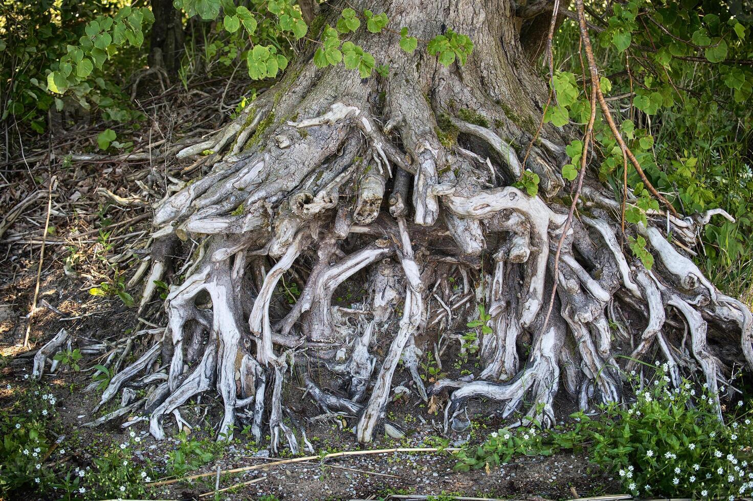 Intricate tree roots intertwine, showcasing nature's detailed design. photo