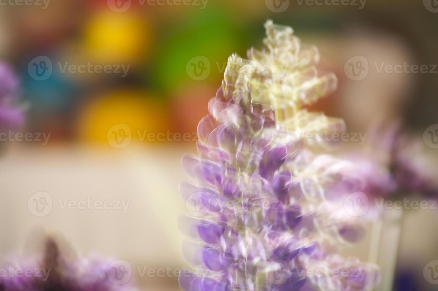 Dreamy, blurred image of purple lupine flowers in soft focus with pastel colors. photo
