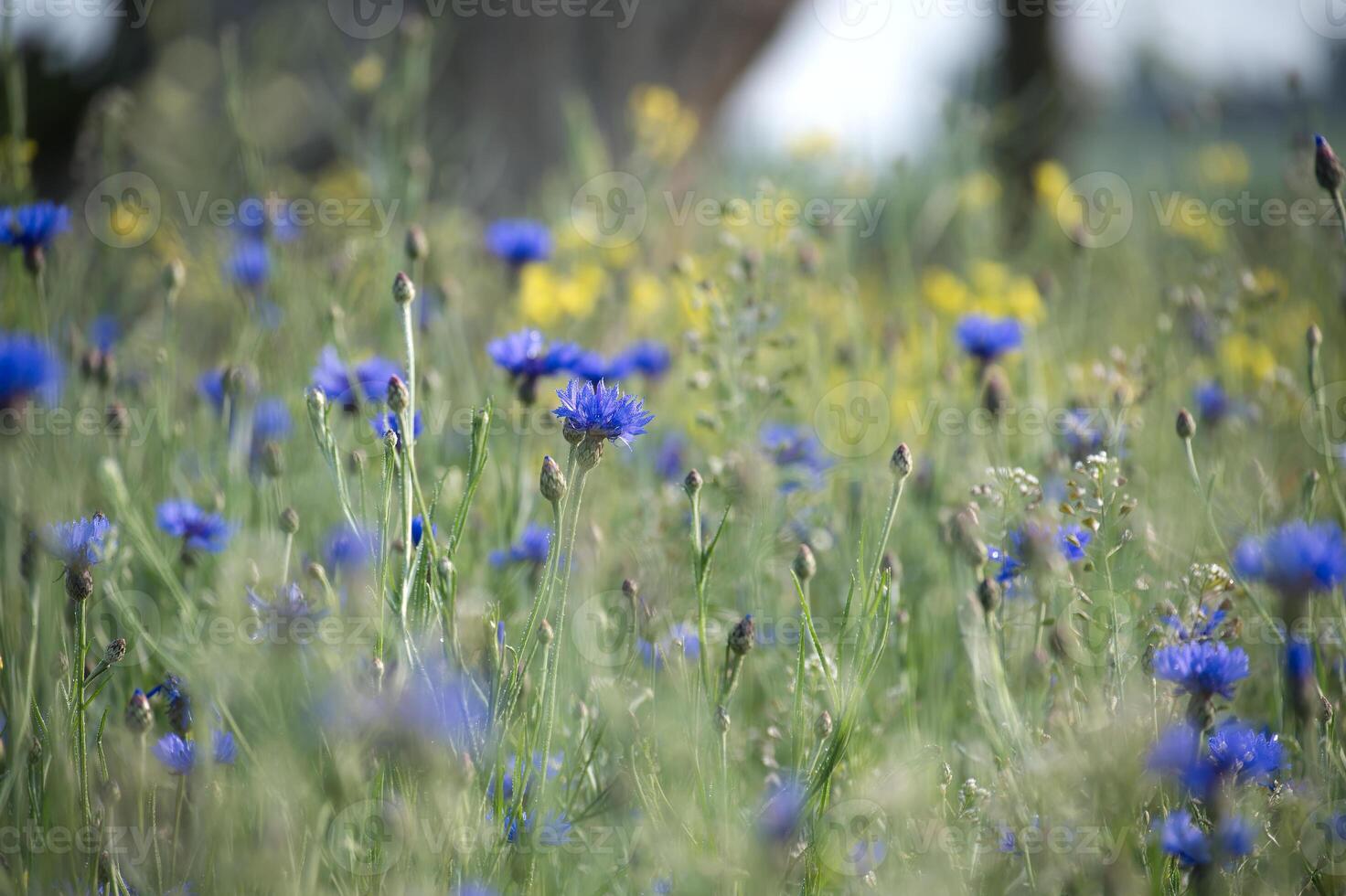 A beautiful field of blue cornflowers and yellow wildflowers in full bloom. photo