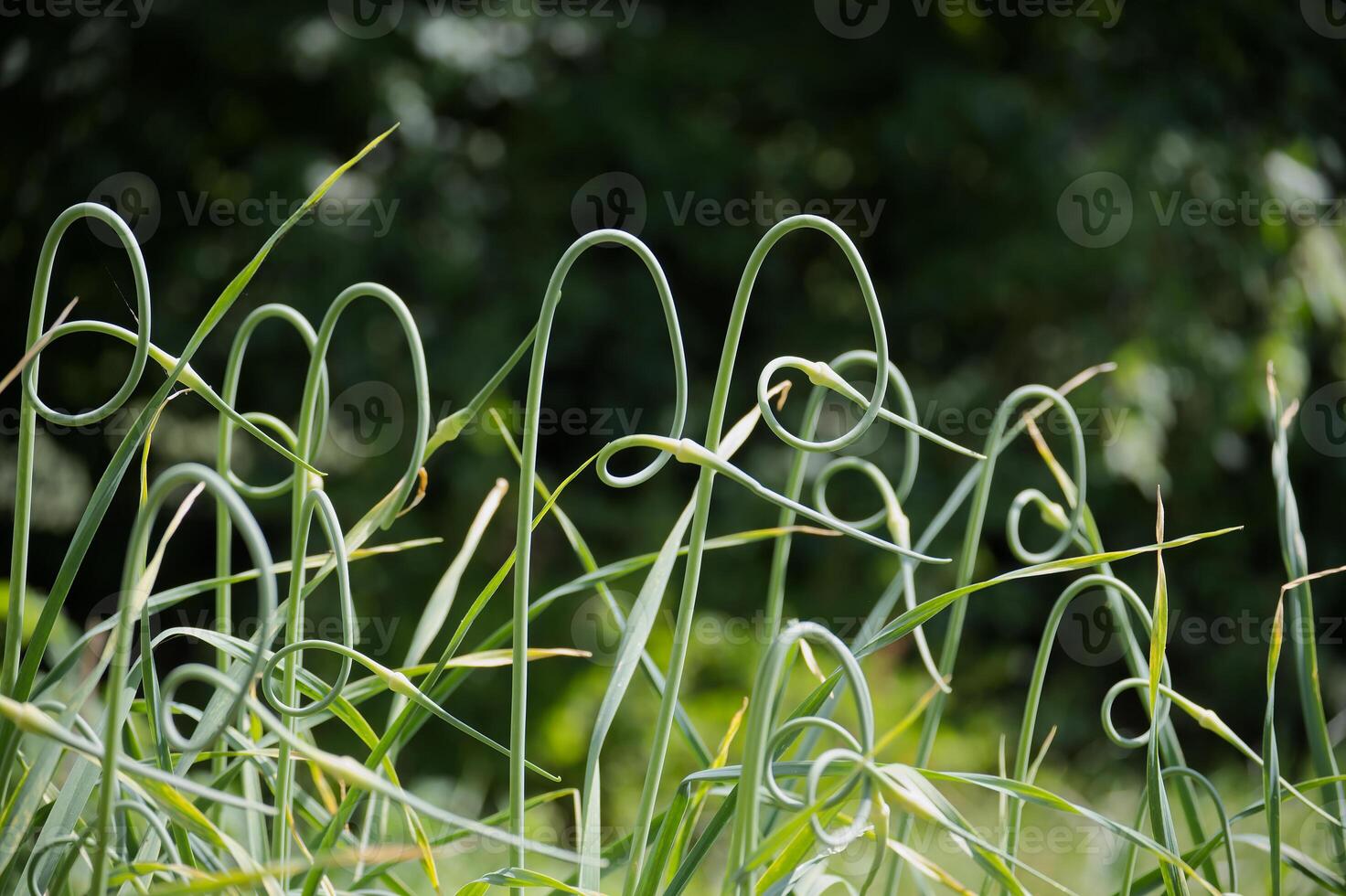 Unique garlic scapes gracefully twist and turn in a verdant garden setting. photo