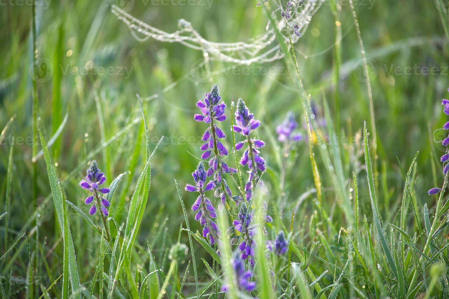 Purple Wildflowers in a Dewy Meadow During a Sunny Morning photo