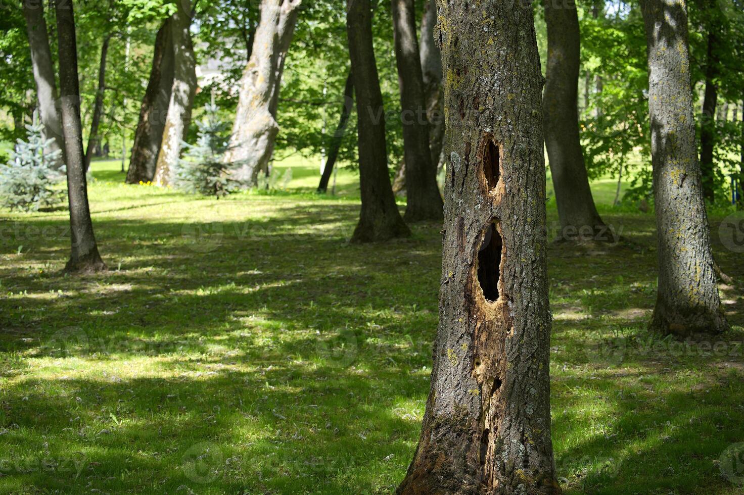 Woodpecker holes showing on a tree trunk in a public park photo