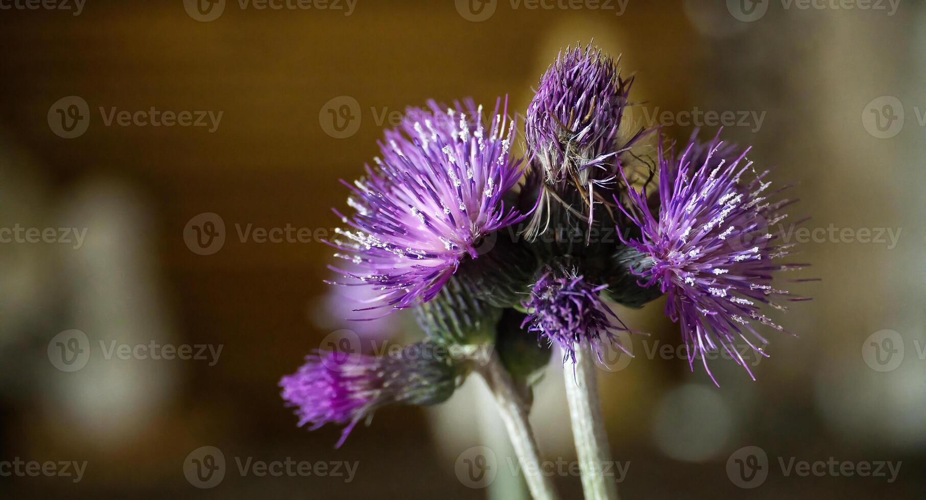 Vibrant purple thistle flower in full bloom, showcasing intricate textures and details. photo