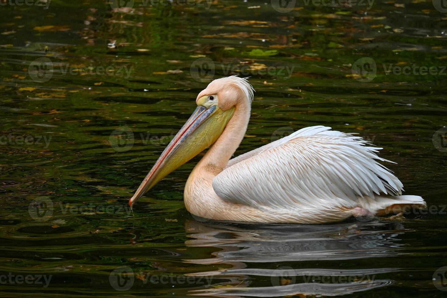 Graceful White Pelican Gliding on Tranquil Pond Water photo
