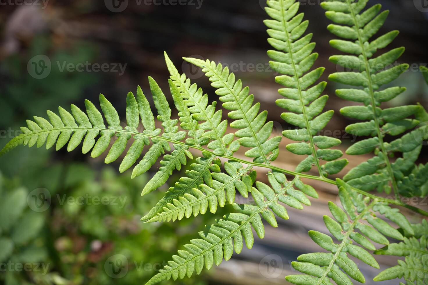 Detailed close-up of vibrant green fern leaves in natural sunlight, showcasing nature's intricate beauty. photo