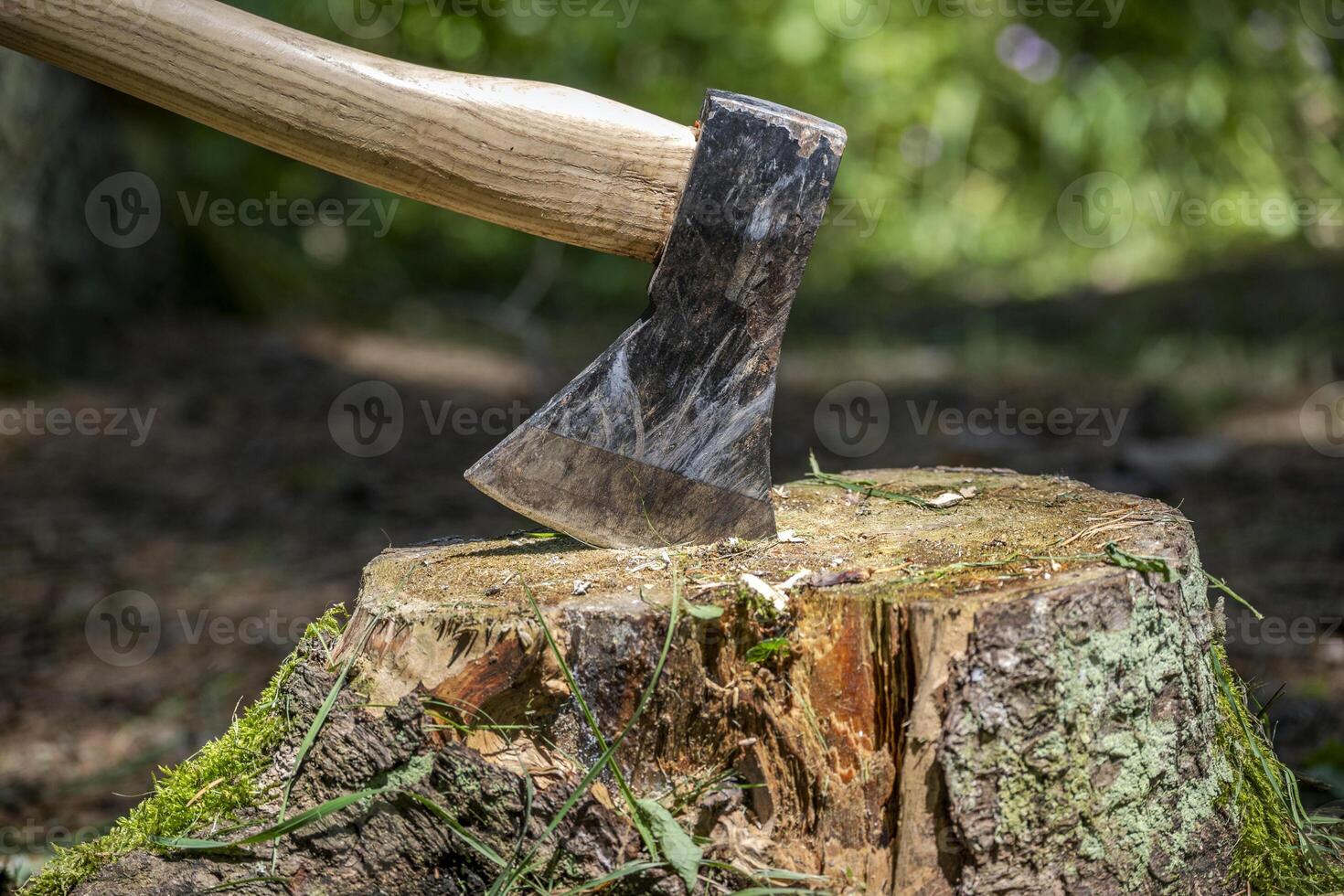 An axe is stuck in a tree stump in a natural forest setting. photo