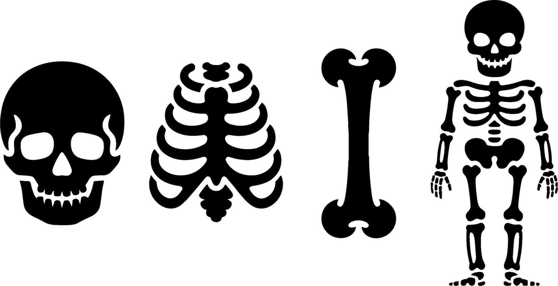 Human Skeleton Bones Set Skull Ribcage Femur Full Body Anatomy vector