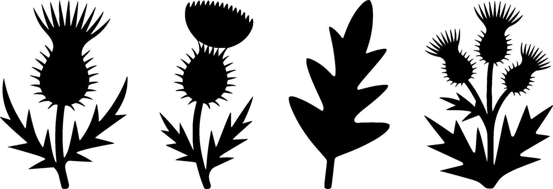 Black Thistle Plant Silhouettes Herbal Botany Set vector