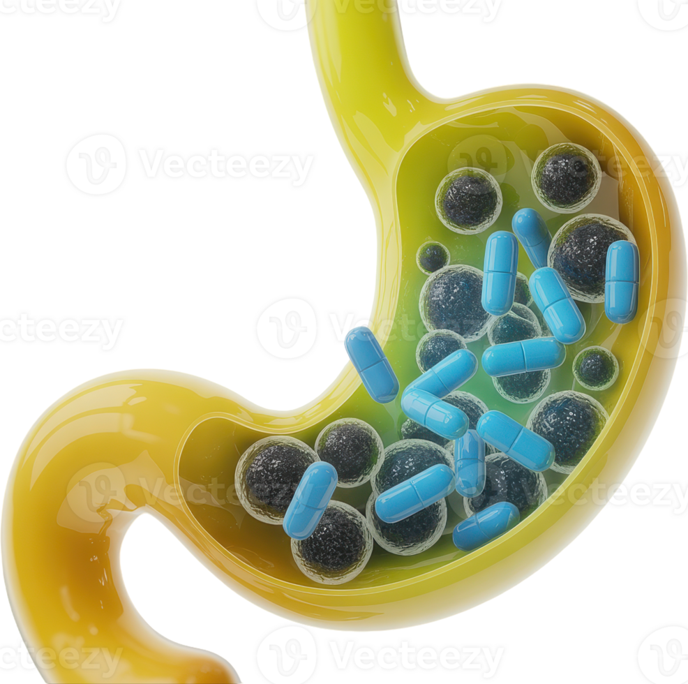 Human stomach cross section with medication and microbes png