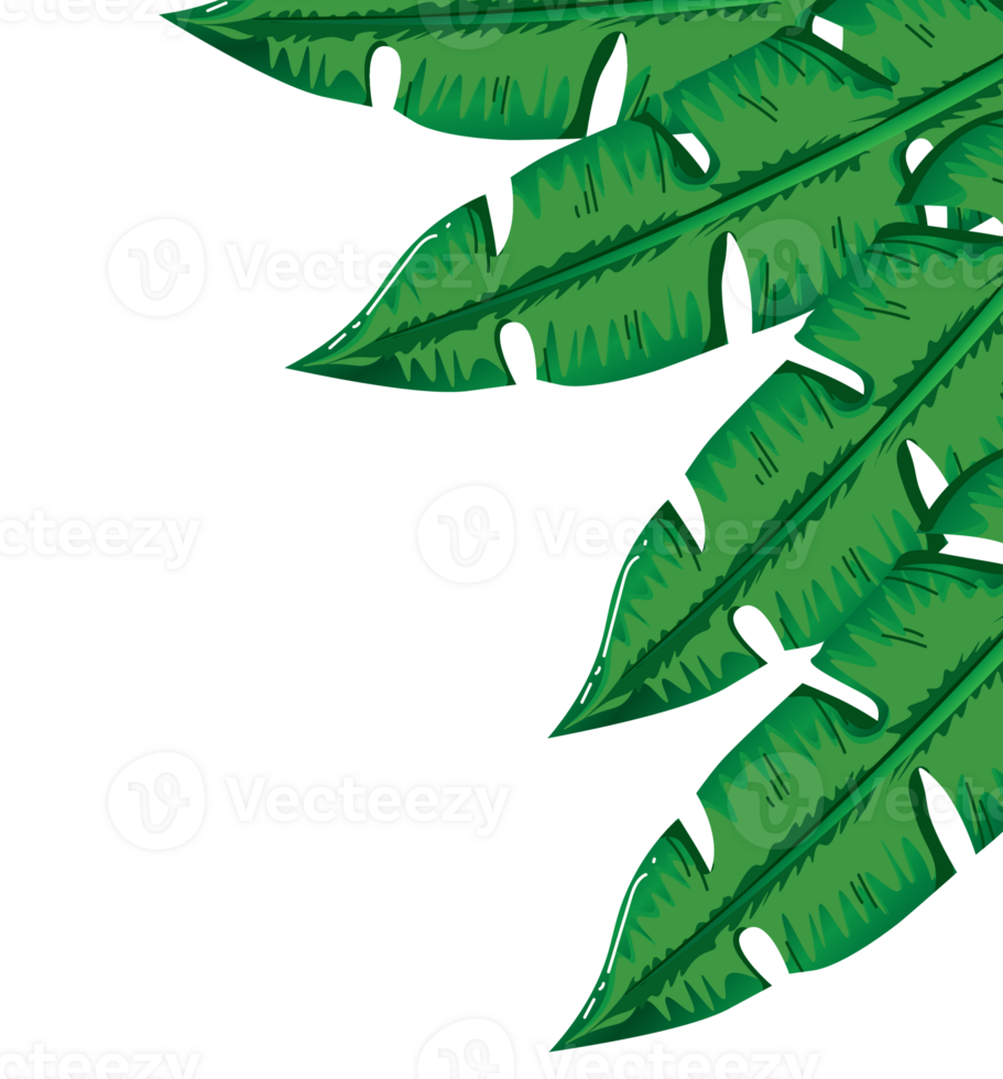 Corner Frame Decoration with Monstera and Banana Leaves png