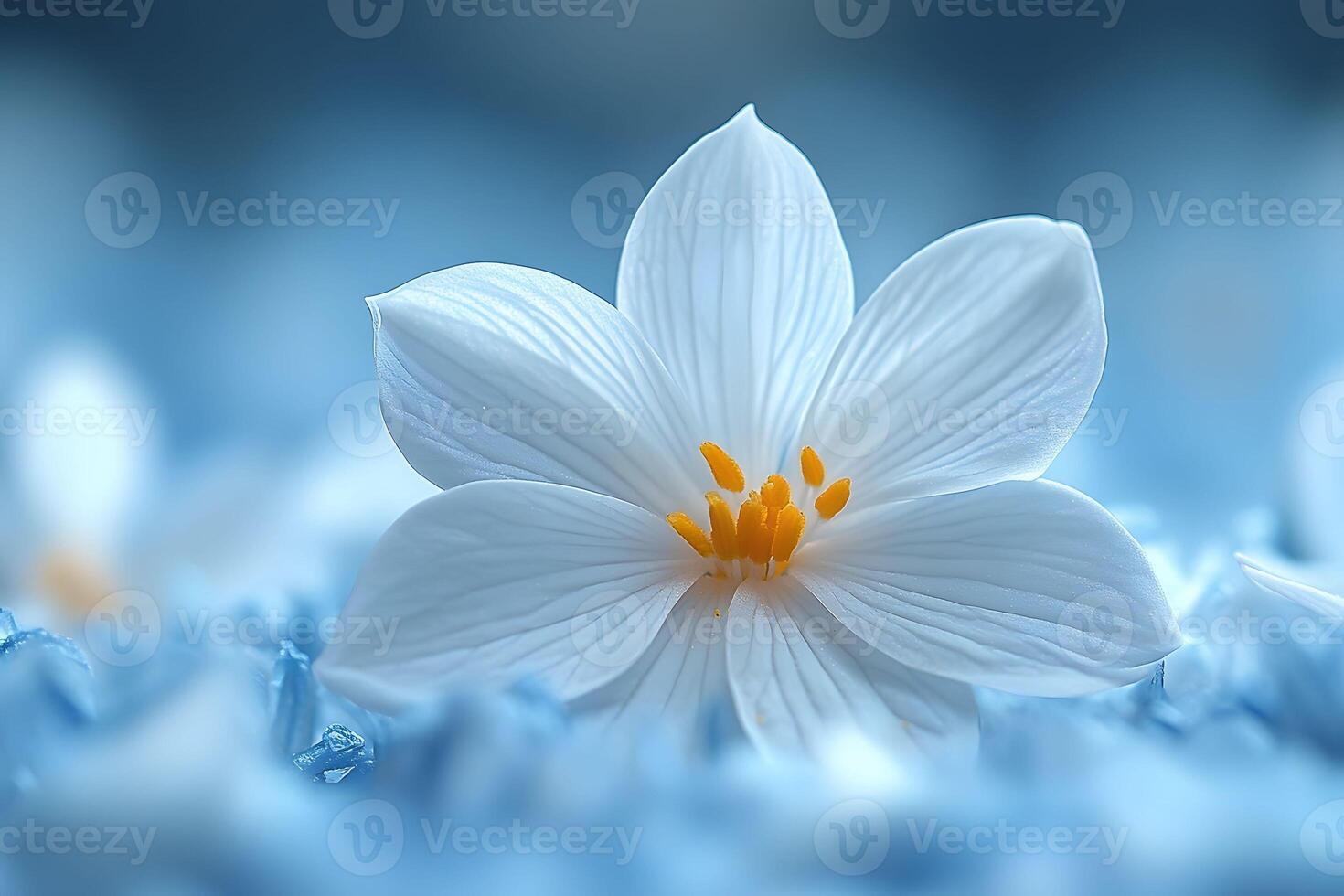 White Flower with Yellow Center on Soft Blue Background for Nature and Design photo