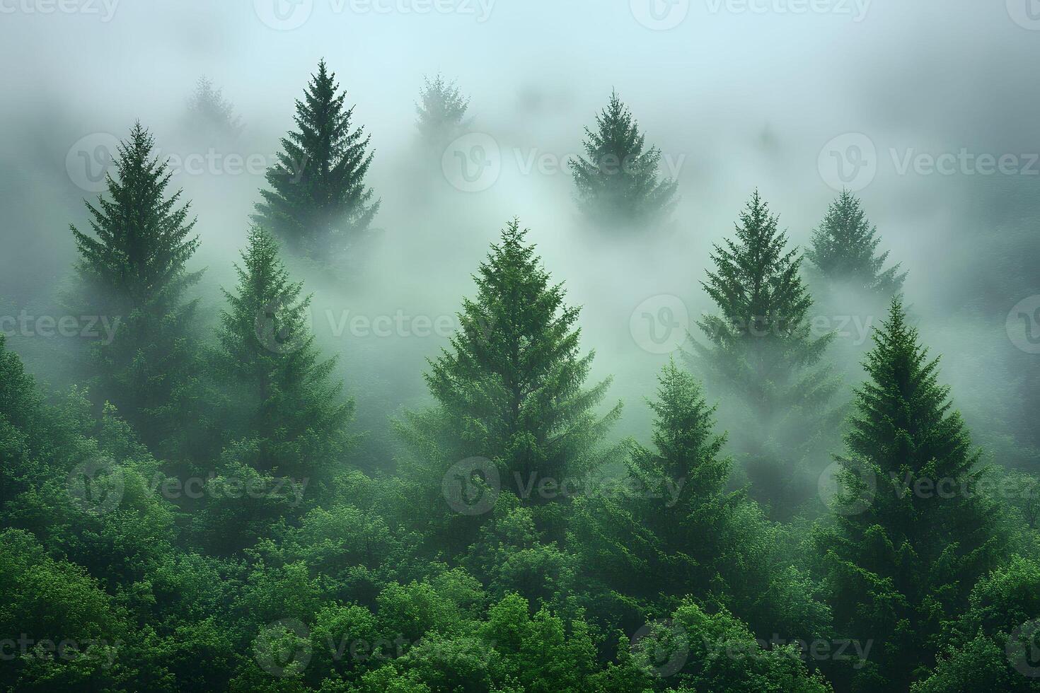 Serene Misty Forest Landscape for Tranquil Nature Scene Posters or Prints photo