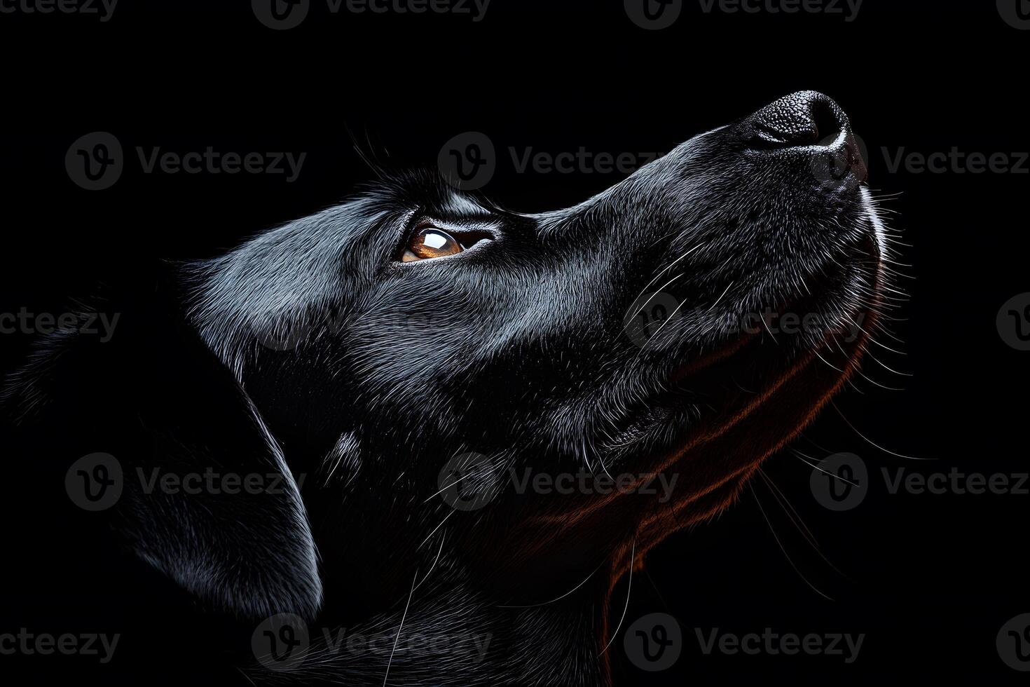 Black Labrador Retriever in Dramatic Lighting for Pet Portrait Design photo