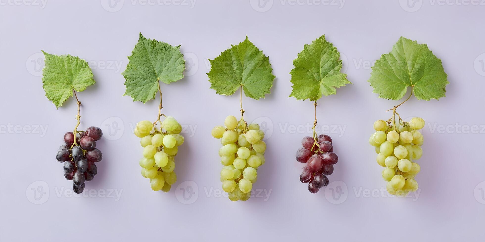 Five Bunches of Grapes with Green Leaves on Purple Background photo