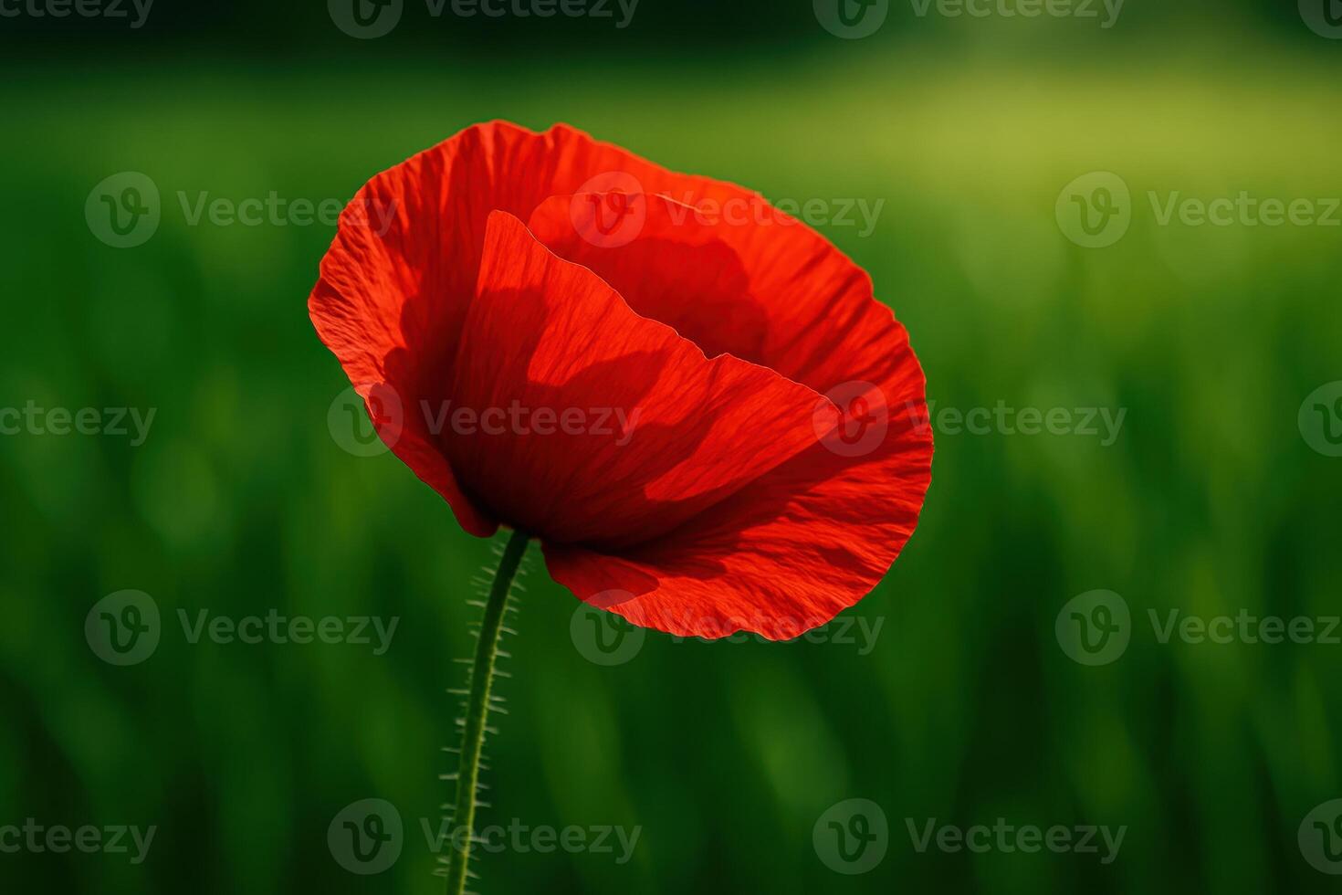 Close up view of a single vibrant red poppy flower with delicate petals against a soft green blurred background photo
