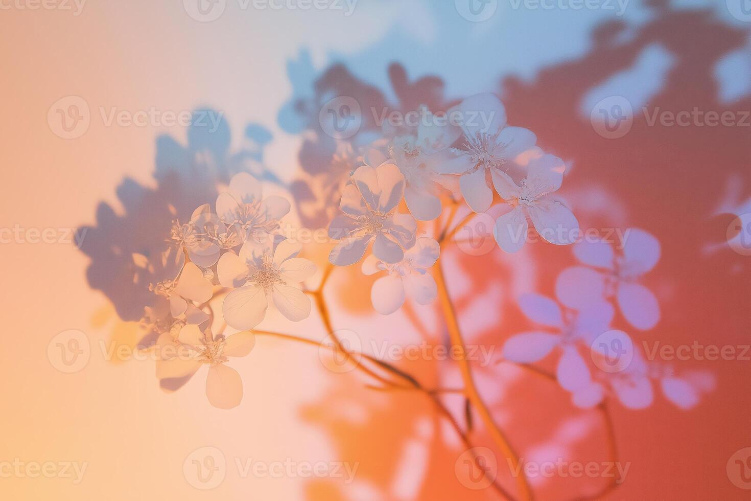 Delicate white flowers blooming under pastel gradient light photo