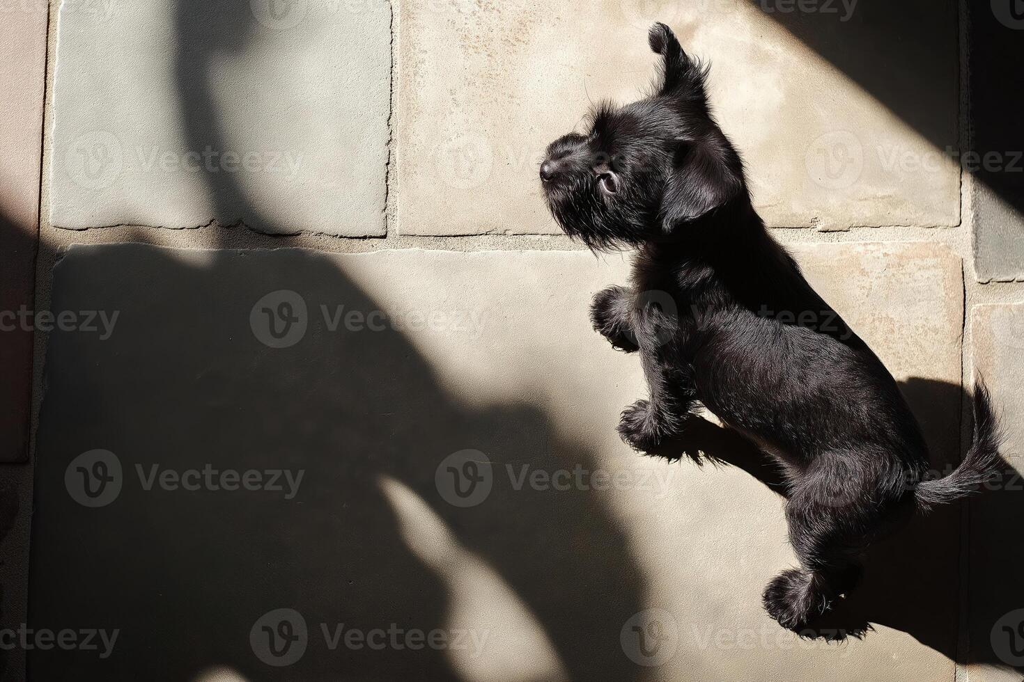 Small black dog standing on stone tiles in sunlight photo