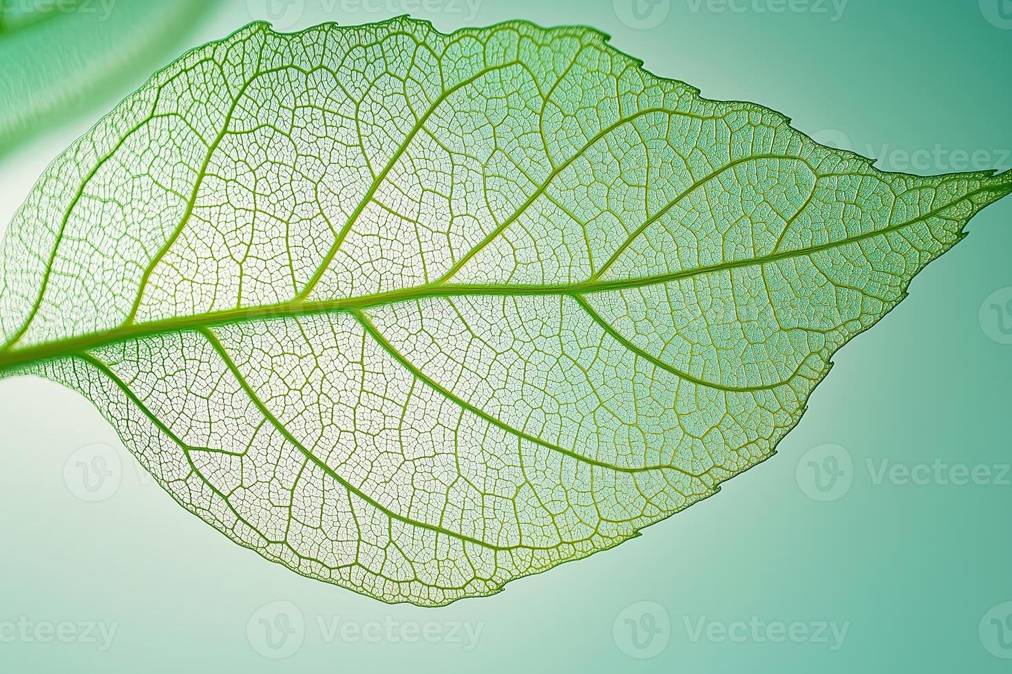Green leaf showing veins structure on light green background photo