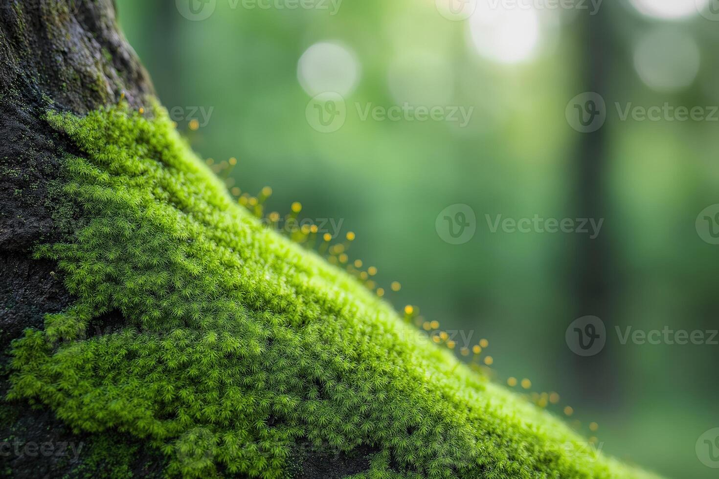 Bright green moss growing on tree trunk in forest photo