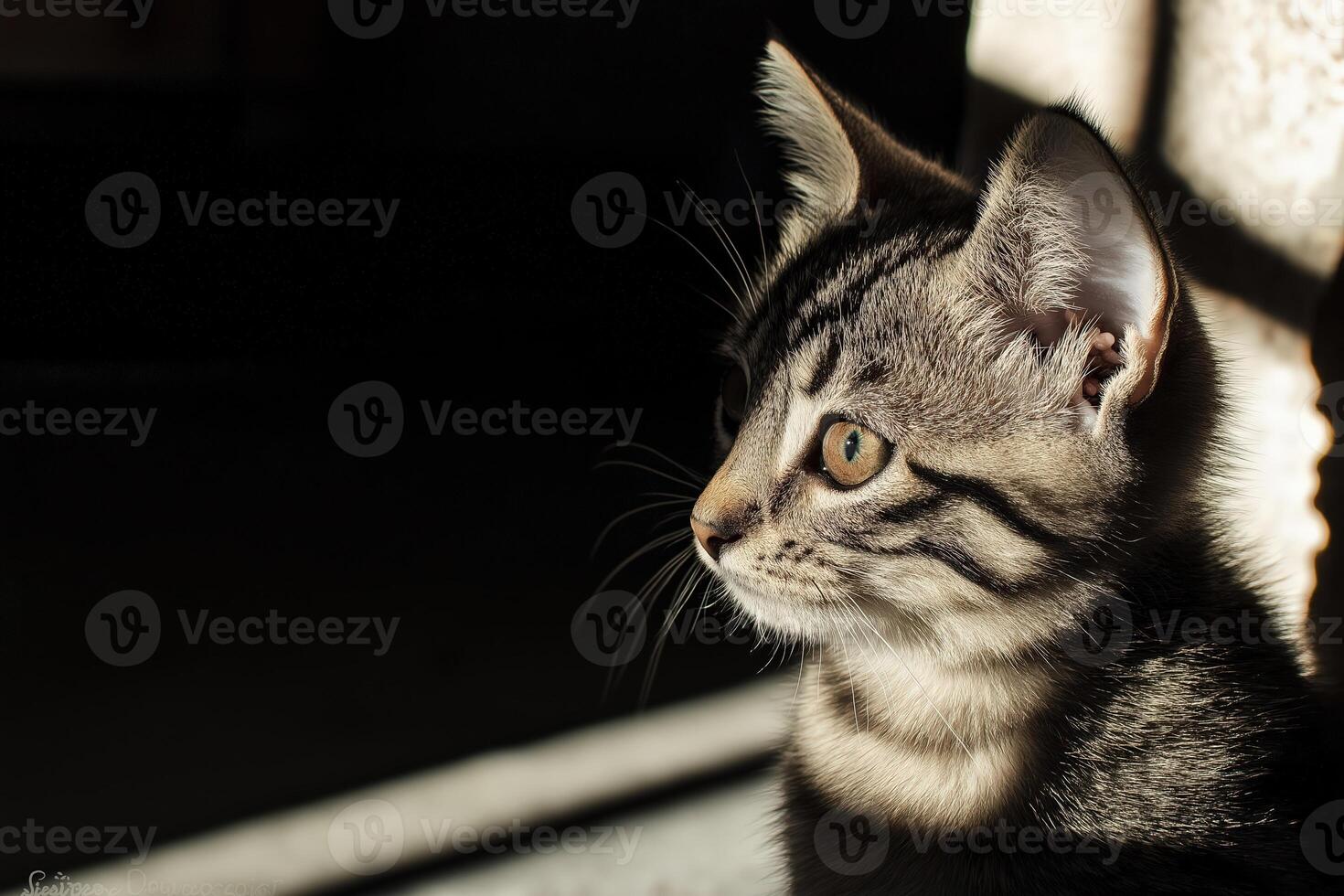 Curious kitten observing something in the sunlight from the shadows photo