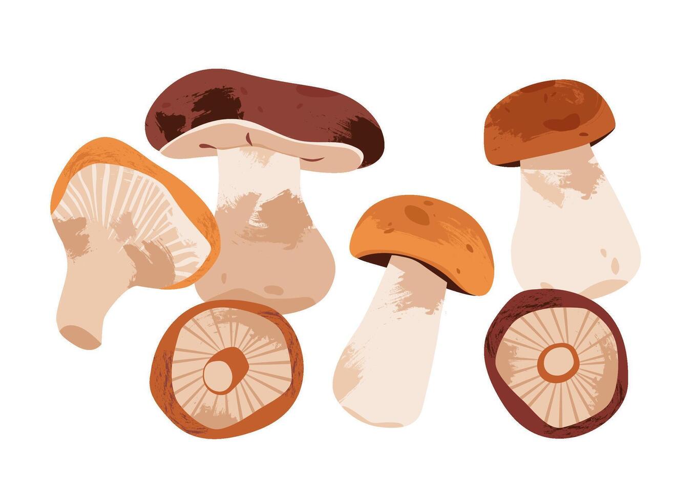 Colorful assorted mushrooms on a white background vector