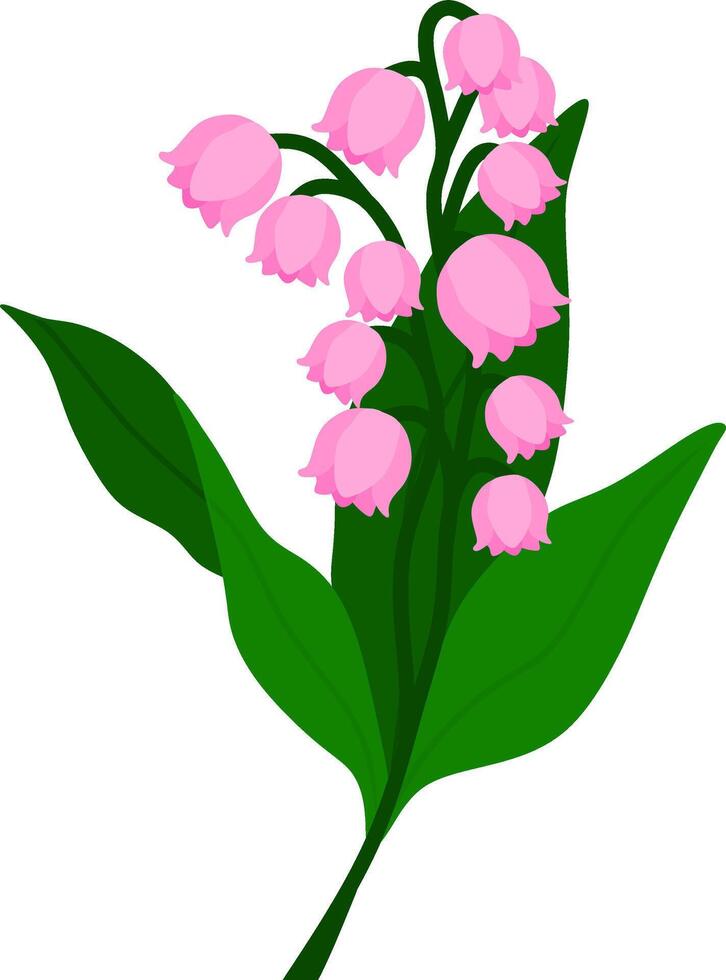 Pink Lily of the Valley Flower vector