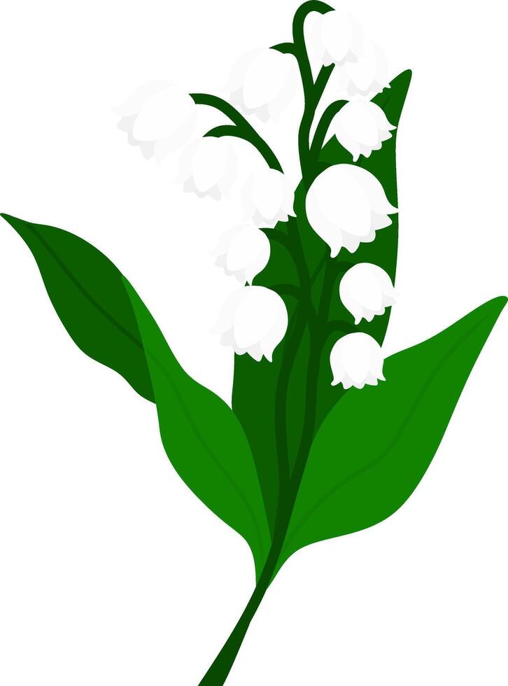 White Lily of the Valley Flower vector