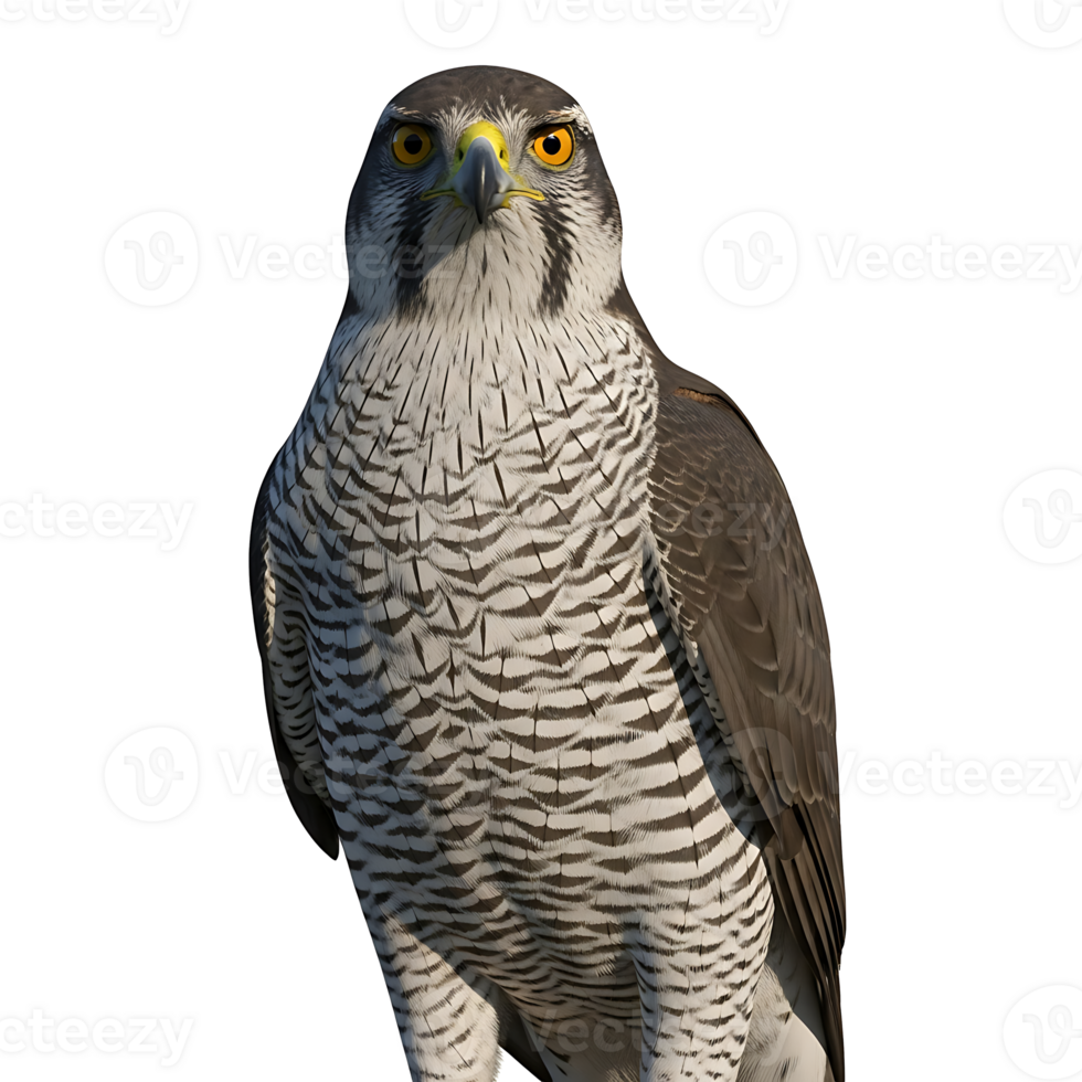 A bird of prey standing on a rock png
