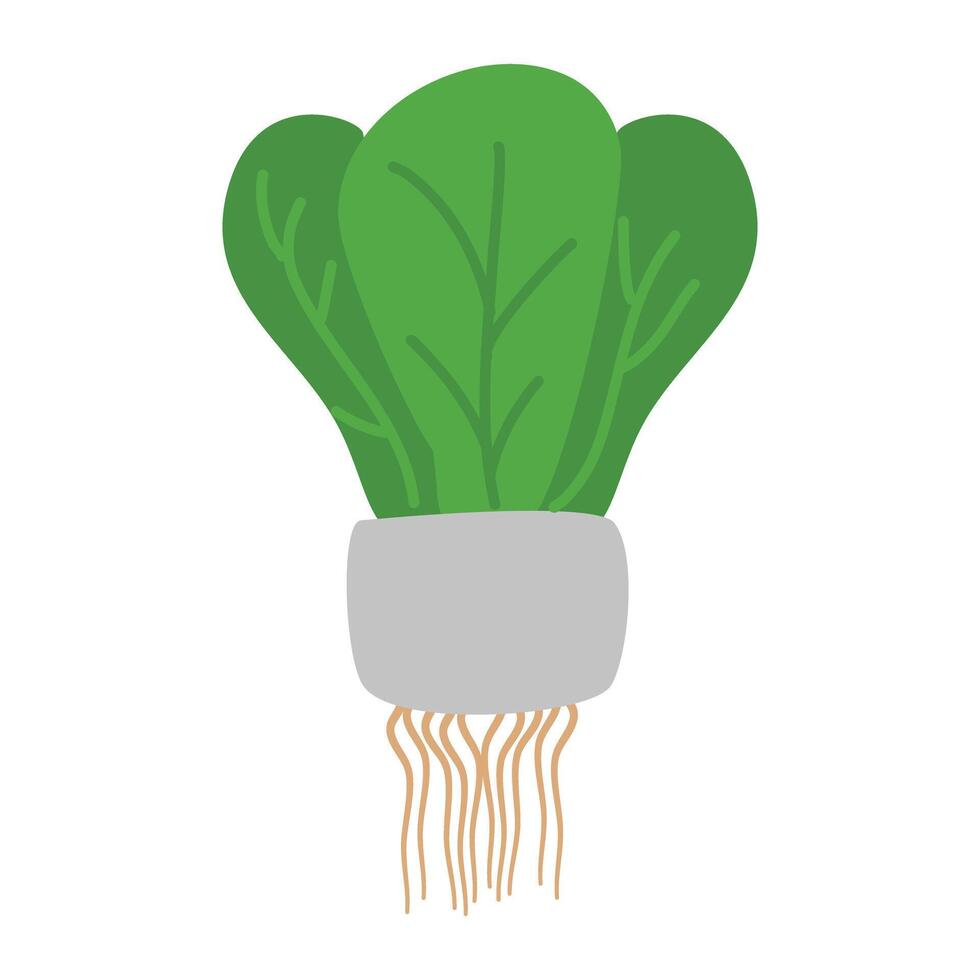 Hydroponic lettuces in hydroponic pipe illustration vector