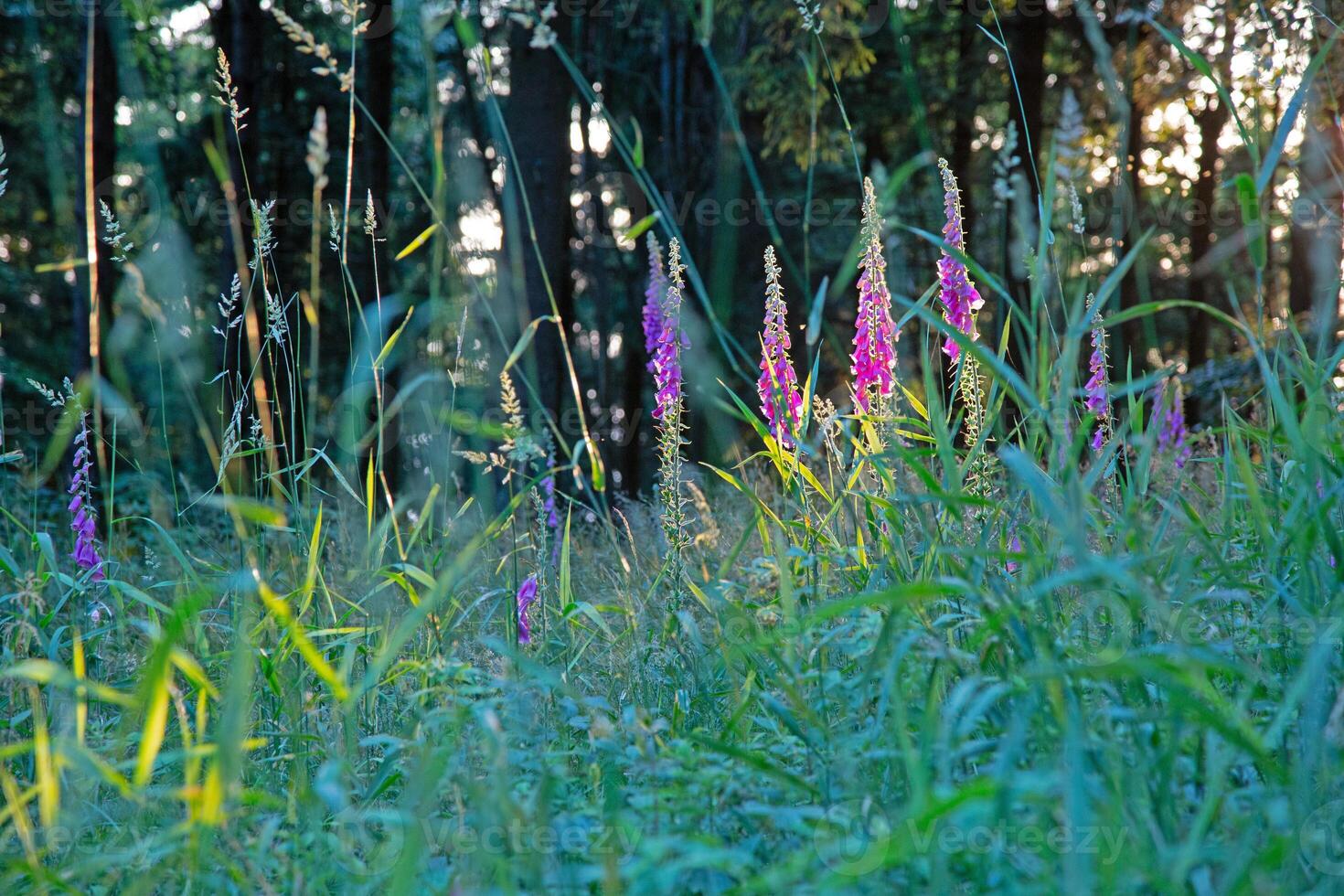 Purple foxglove flowers in forest at golden hour photo
