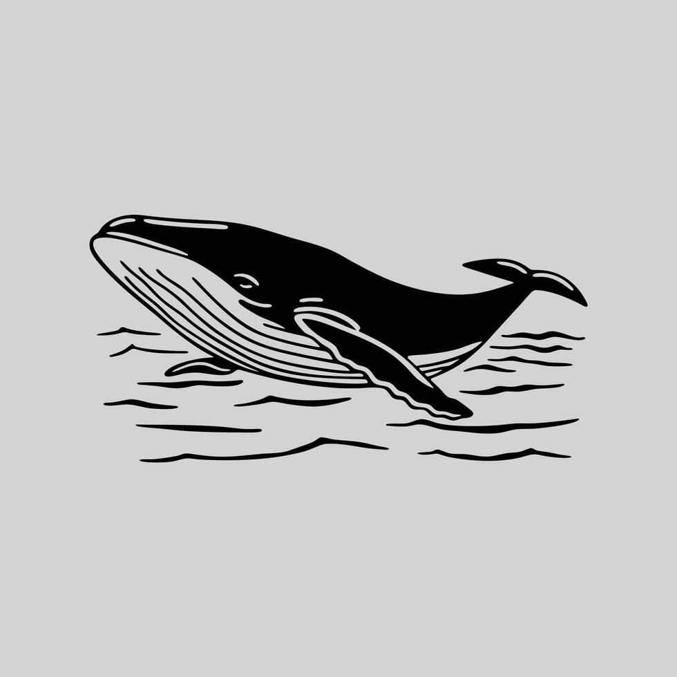Blue Whale Anatomy Illustration vector