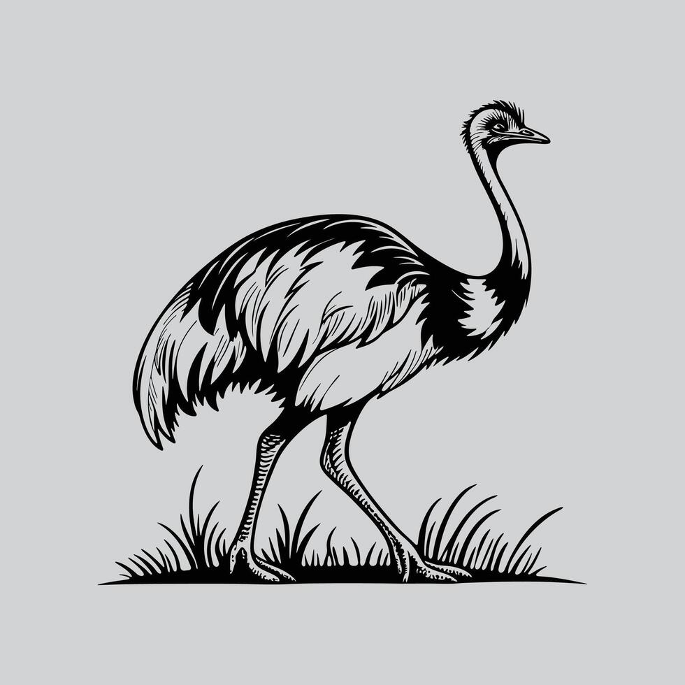 Black and White Emu Illustration vector