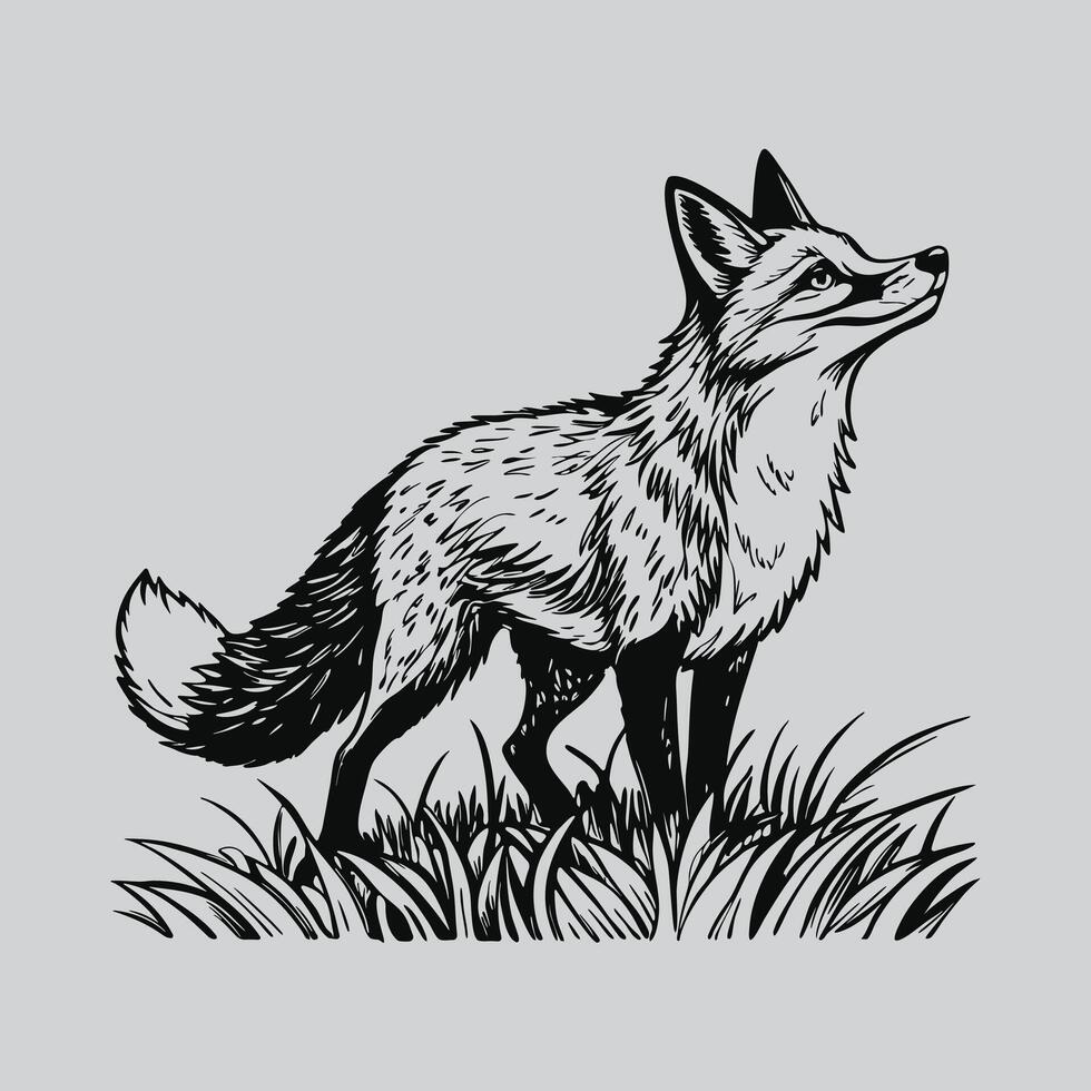 Fox Illustration for Nature Lovers vector