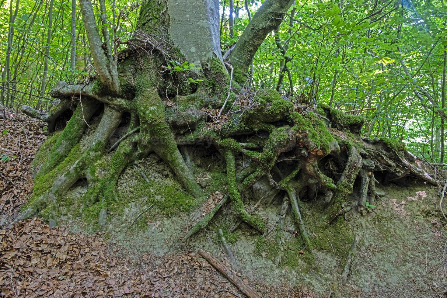 Exposed tree roots covered with moss in forest photo