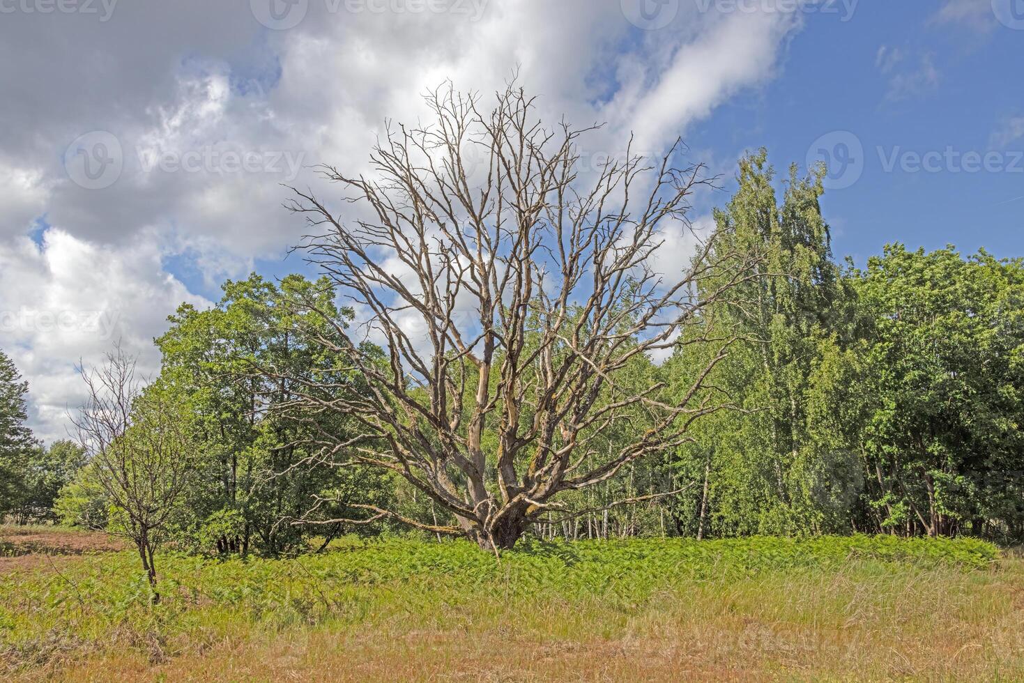 Dead tree with bare branches in open landscape photo