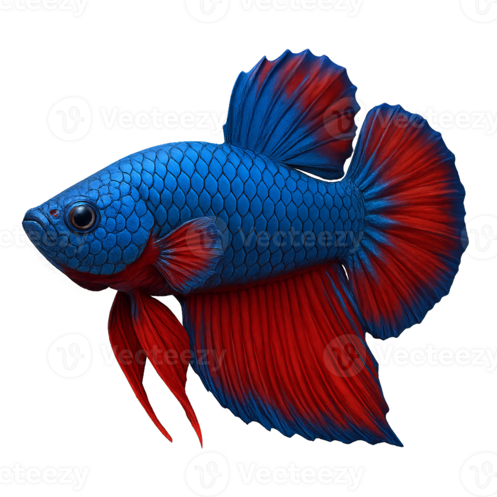 Majestic Betta Fish in Vibrant Red and Blue Colors Swimming Gracefully png
